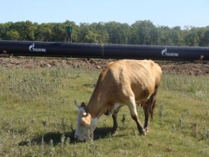 cow