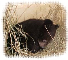 Уссурийский медвежий реабилитационный центр были доставлены два медвежонка