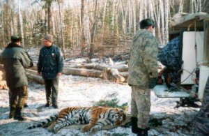 Разрешение конфликтных ситуаций между тигром и человеком