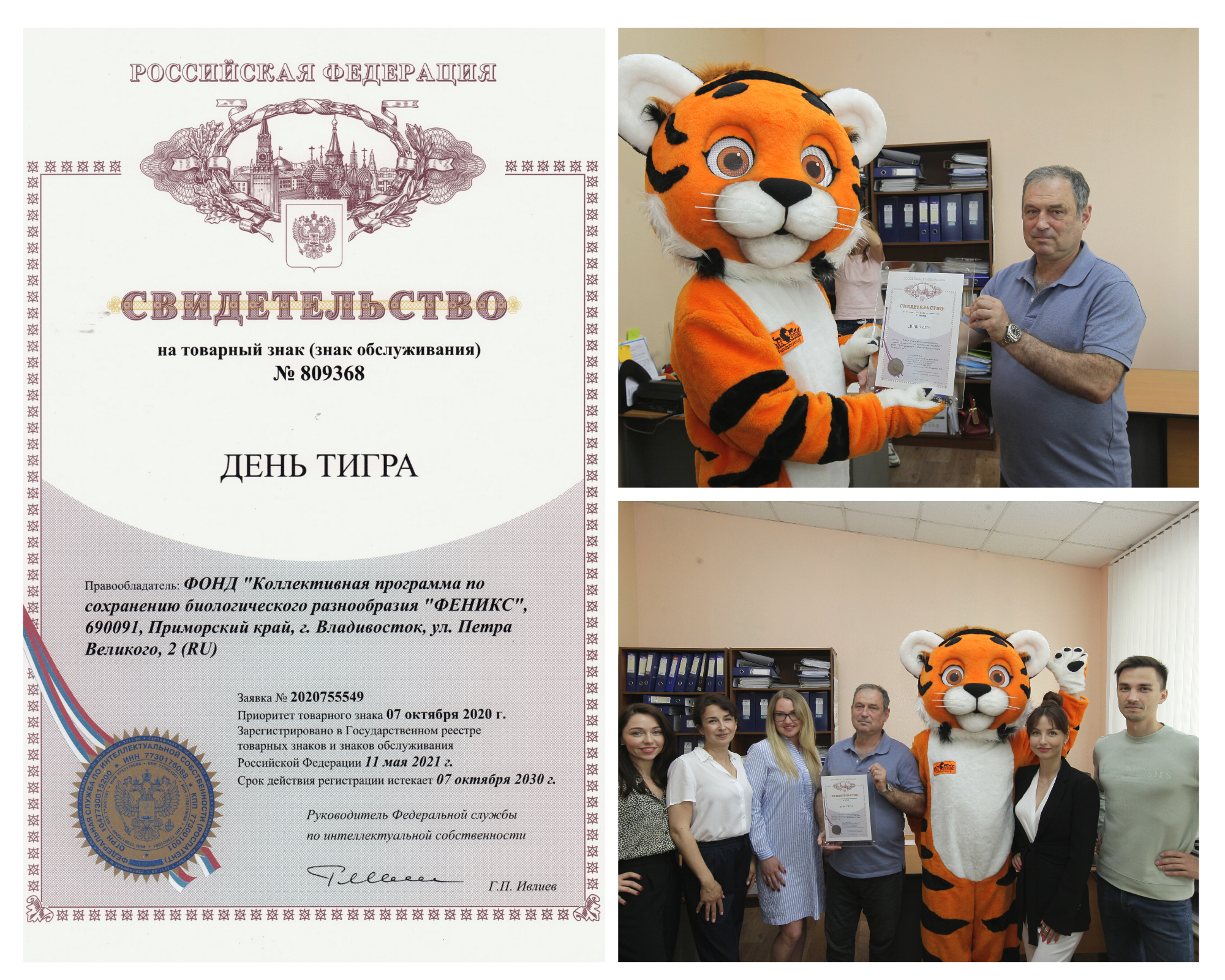Фонд феникс. Фонд Феникс Владивосток. Сертификат день тигра. Шаблон сертификат с тигром.
