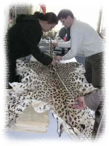 шкура персидского леопарда