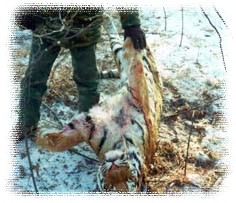 Убитый у села Дворянка тигр