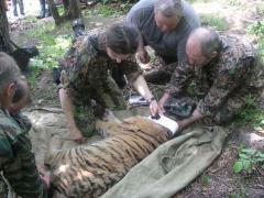 сотрудники "Специнспекции тигр" и тигренком