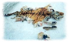 Убитый тигренок